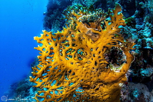 Coral on Daedalus Reef/Photographed with a Tokina 10-17 m... by Laurie Slawson 